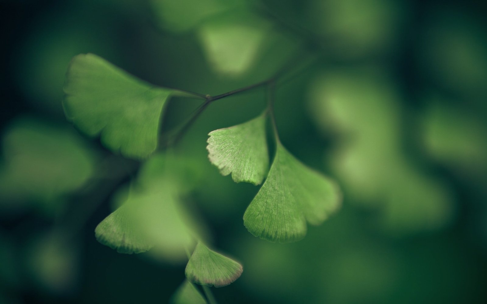 green leaves illustration macro plants branch nature leaf 2k