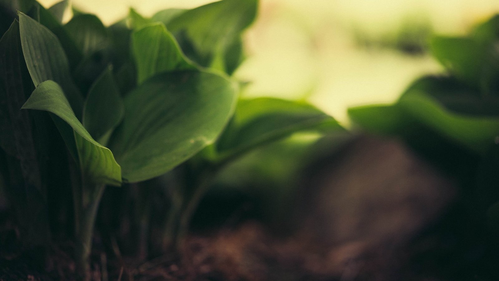 green leaves depth of field photography leaf plant 2k