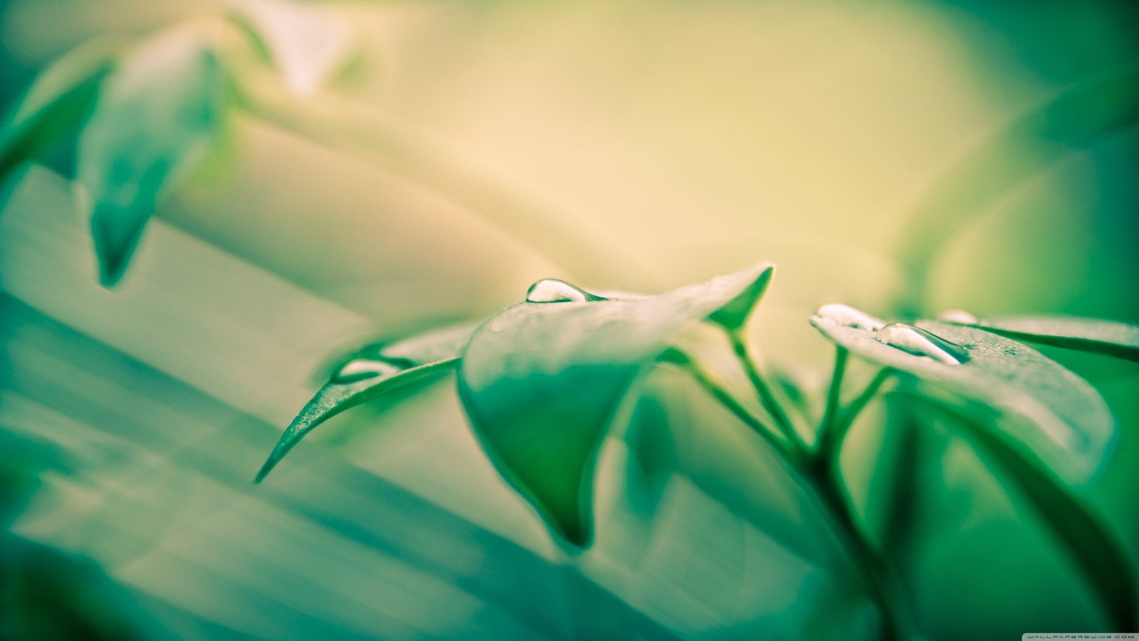 green plant nature leaves water drops macro plants close up 2k 4k