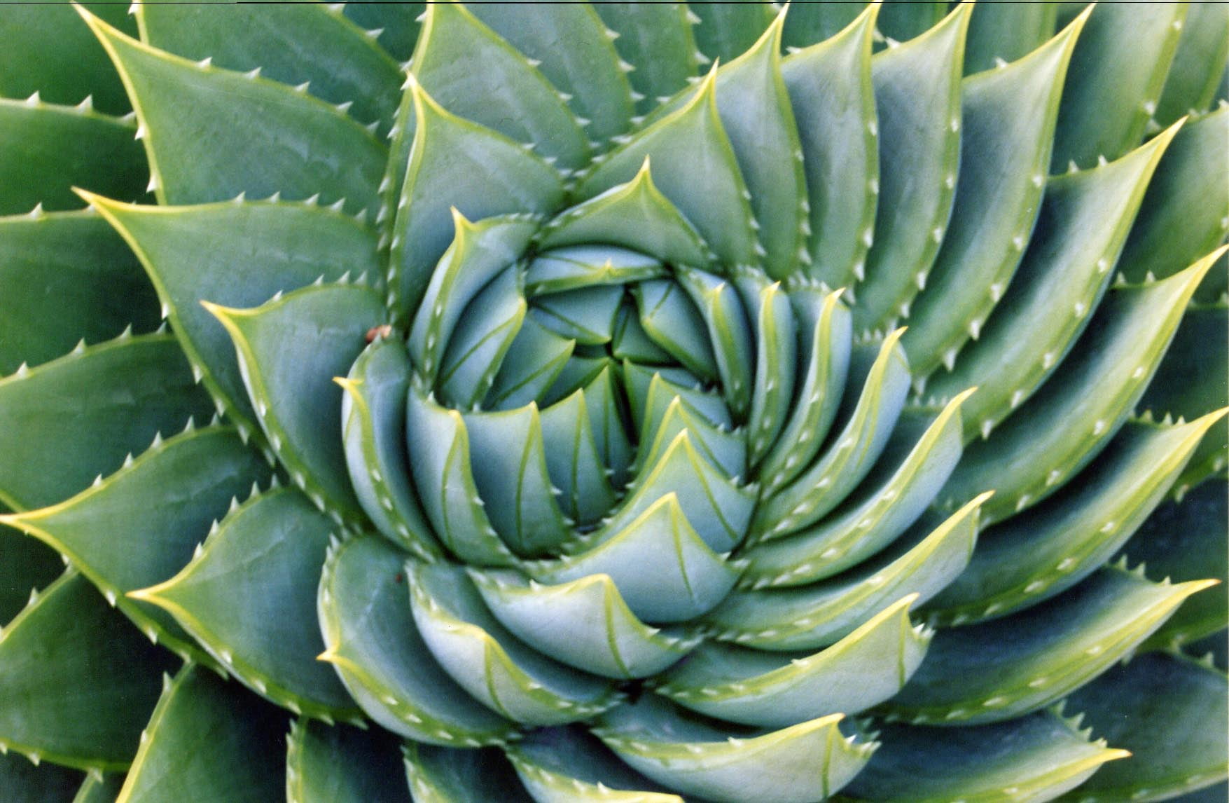 green succulent plant aloe pattern fractal ucberkeley plants 2k