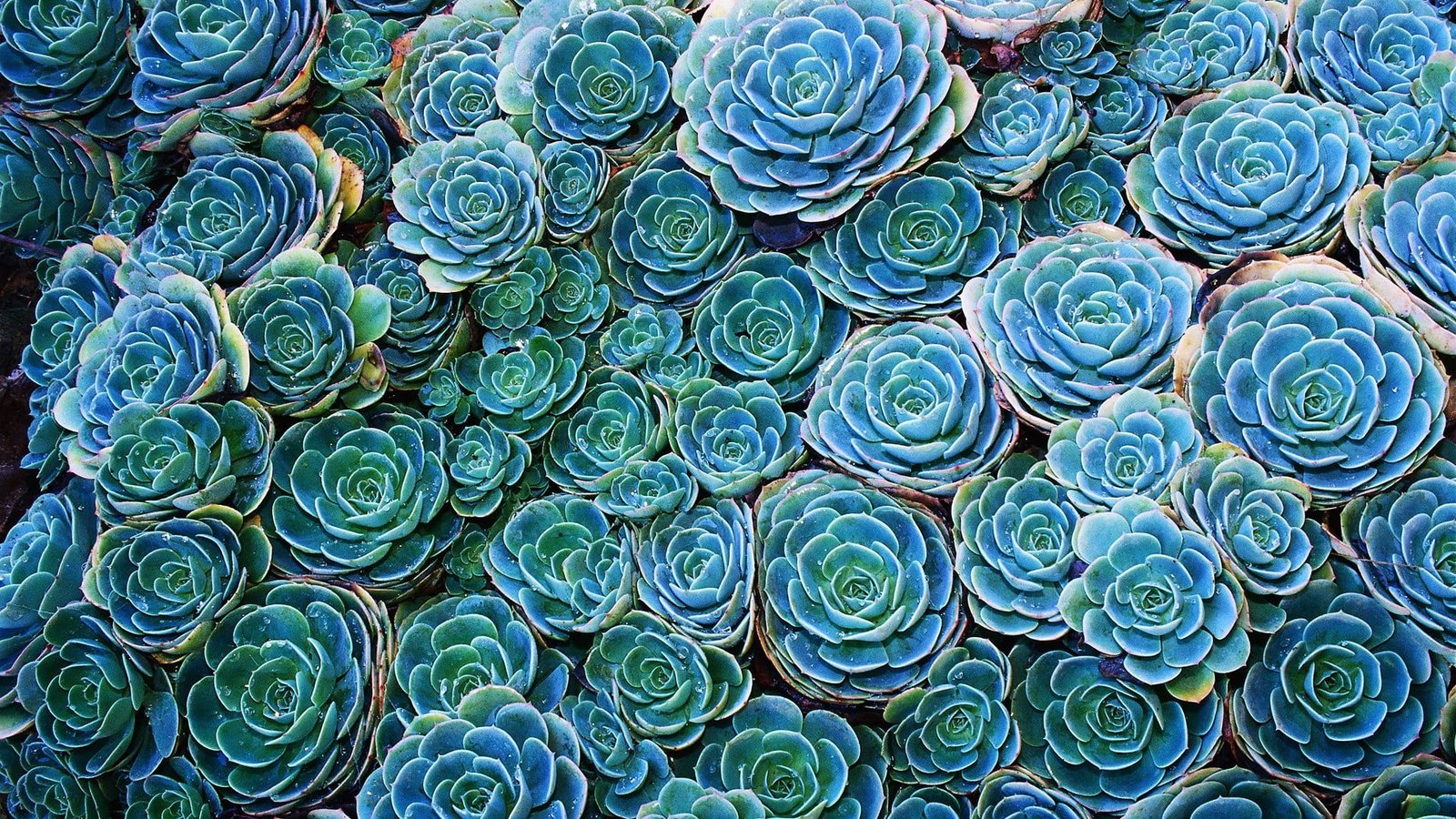 green succulents nature plants flowers cyan blue turquoise 2k