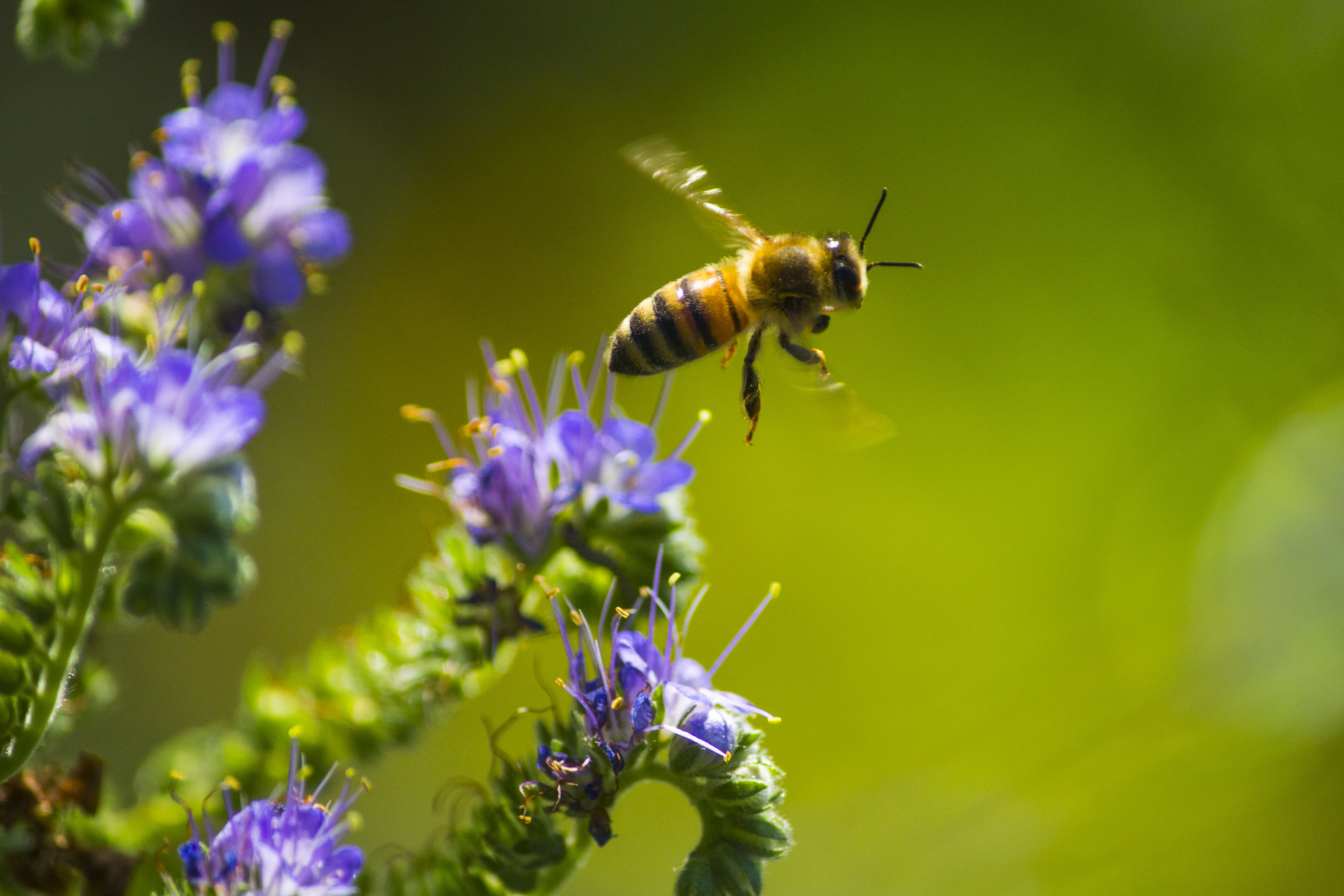 honey bee hovering above purple petaled flower Honey 2k 4k 5k