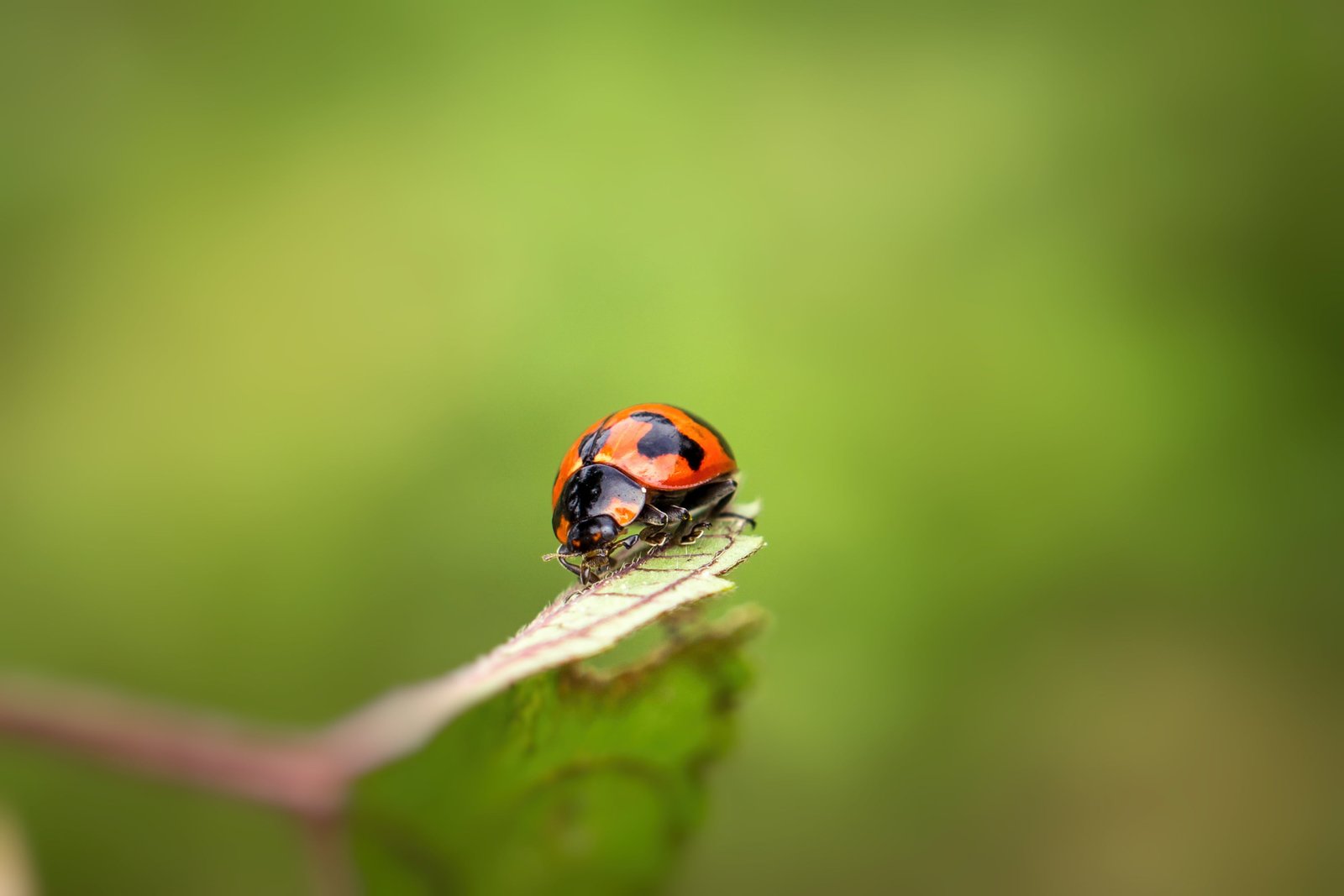 lady bug in macro photography ladybug Sony A 2k