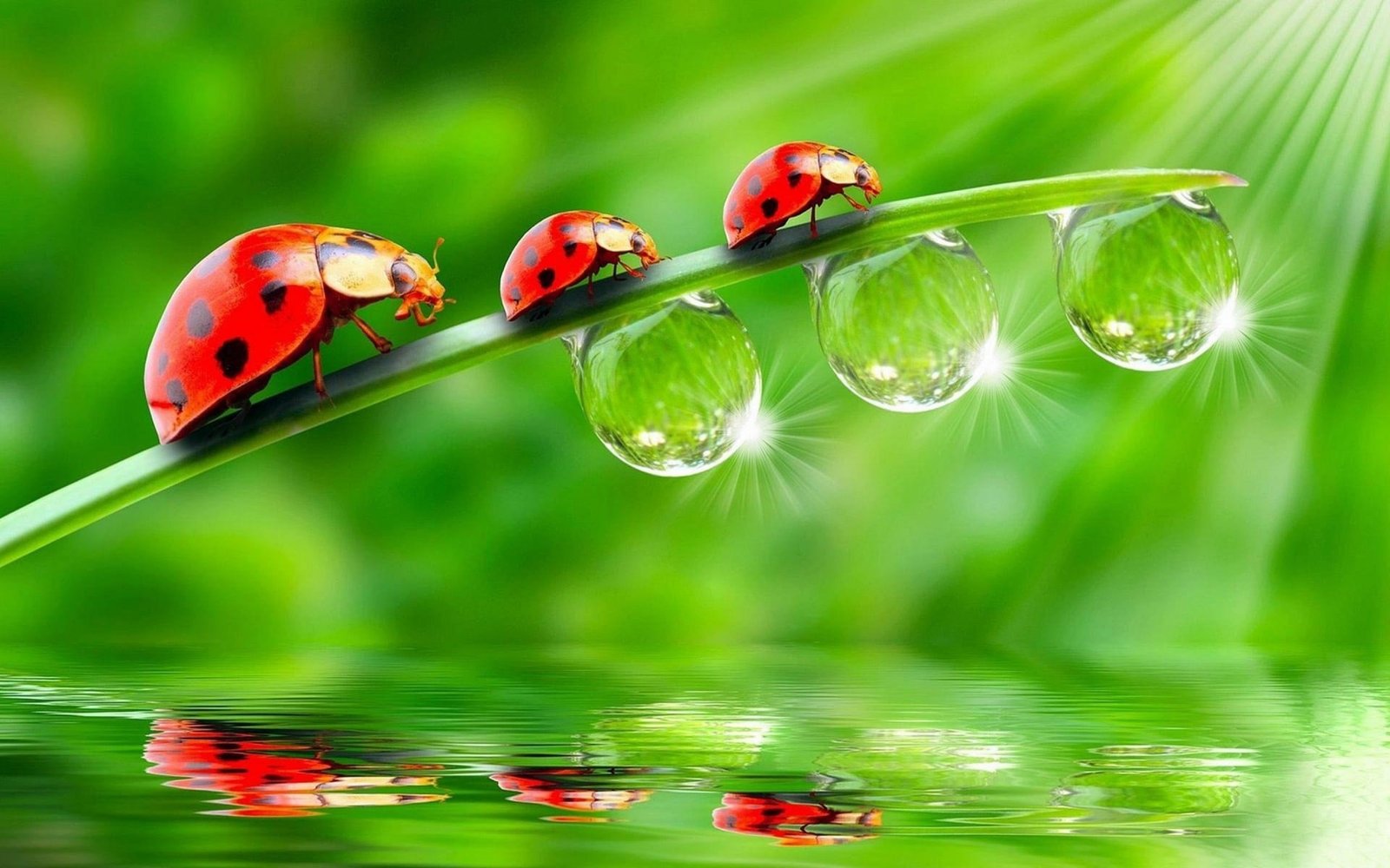 ladybugs animals insect water drops reflection macro red 2k