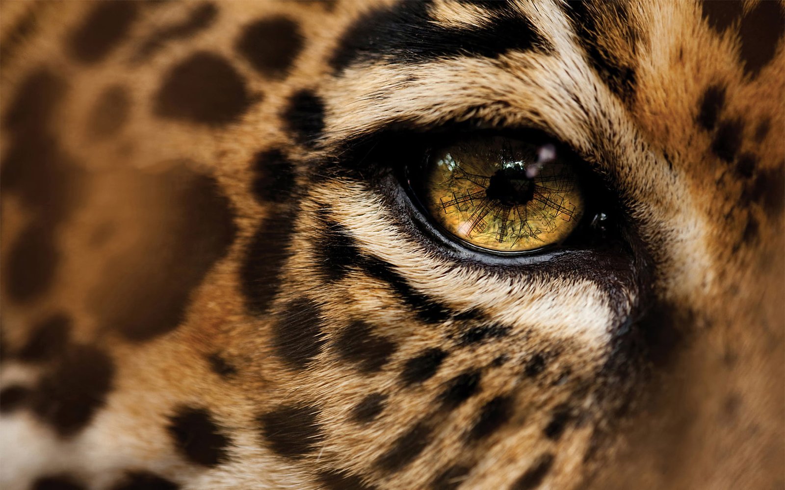 leopard eye eyes macro animal wildlife spotted mammal undomesticated Cat 2k