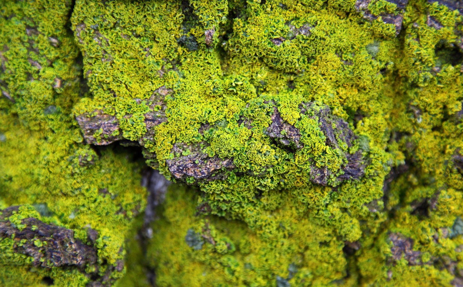 Lichens On Rock green moss in closeup photography Aero Macro 2k 4k 5k