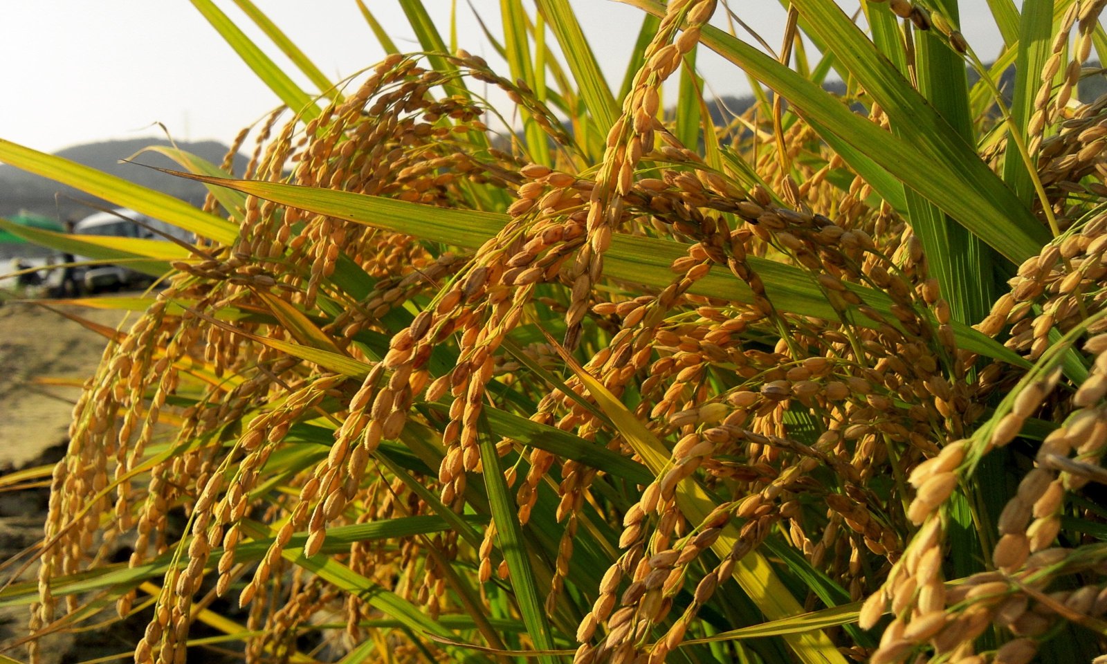 macro photograph of wheat autumn farmer rice s harvest country 2k