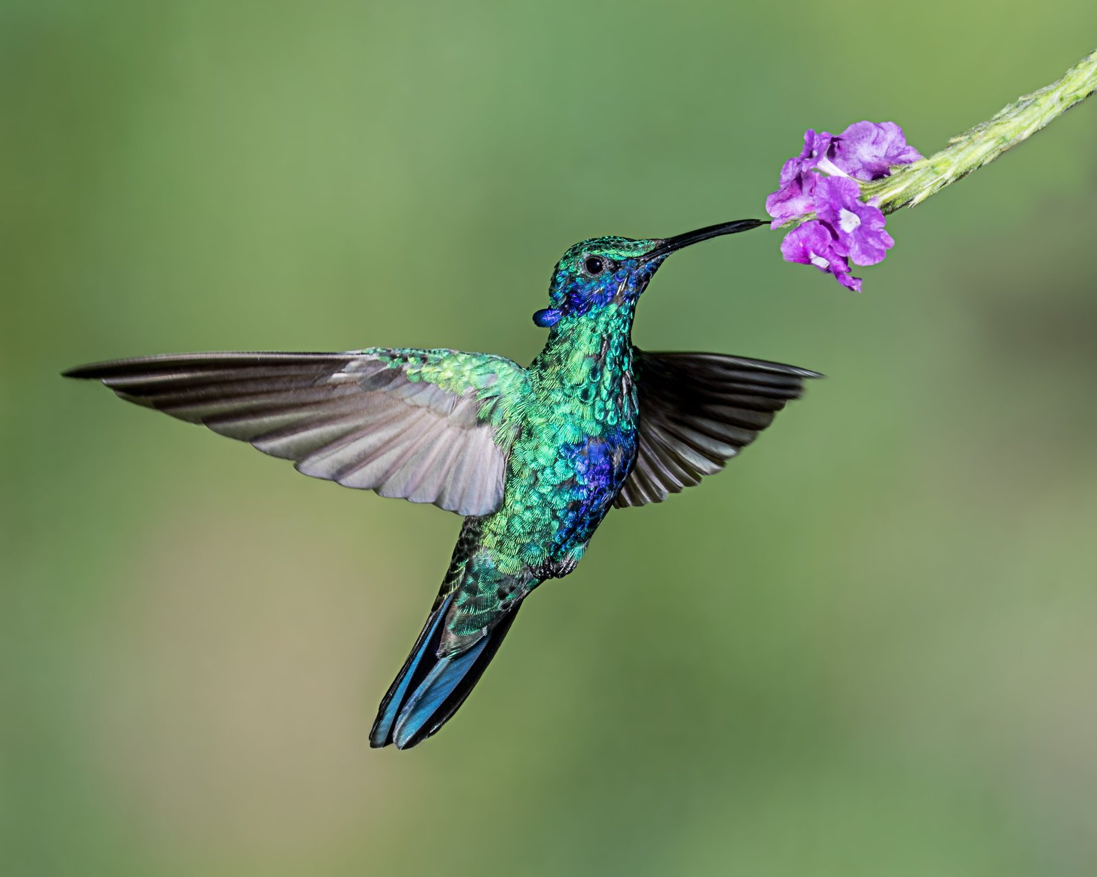 macro photography of blue and green hummingbird perched on purple flower 2k 4k