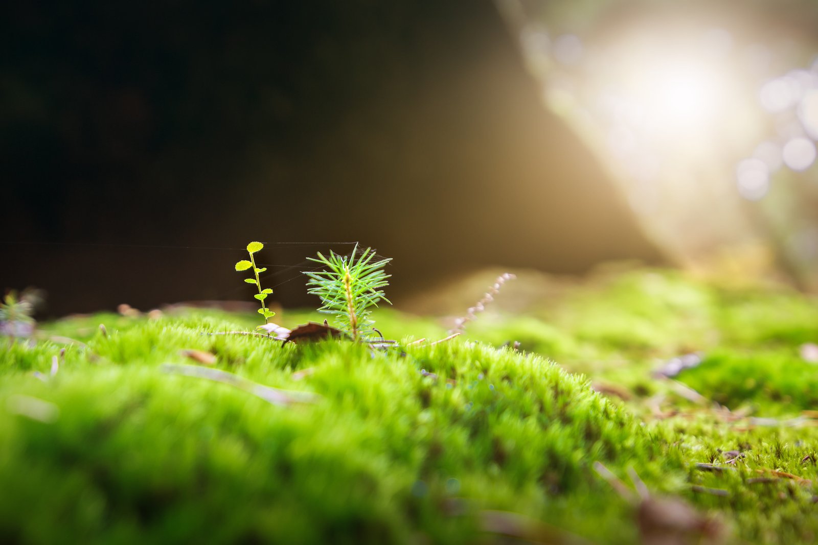 macro photography of green grass moss forest nature public record 2k 4k 5k