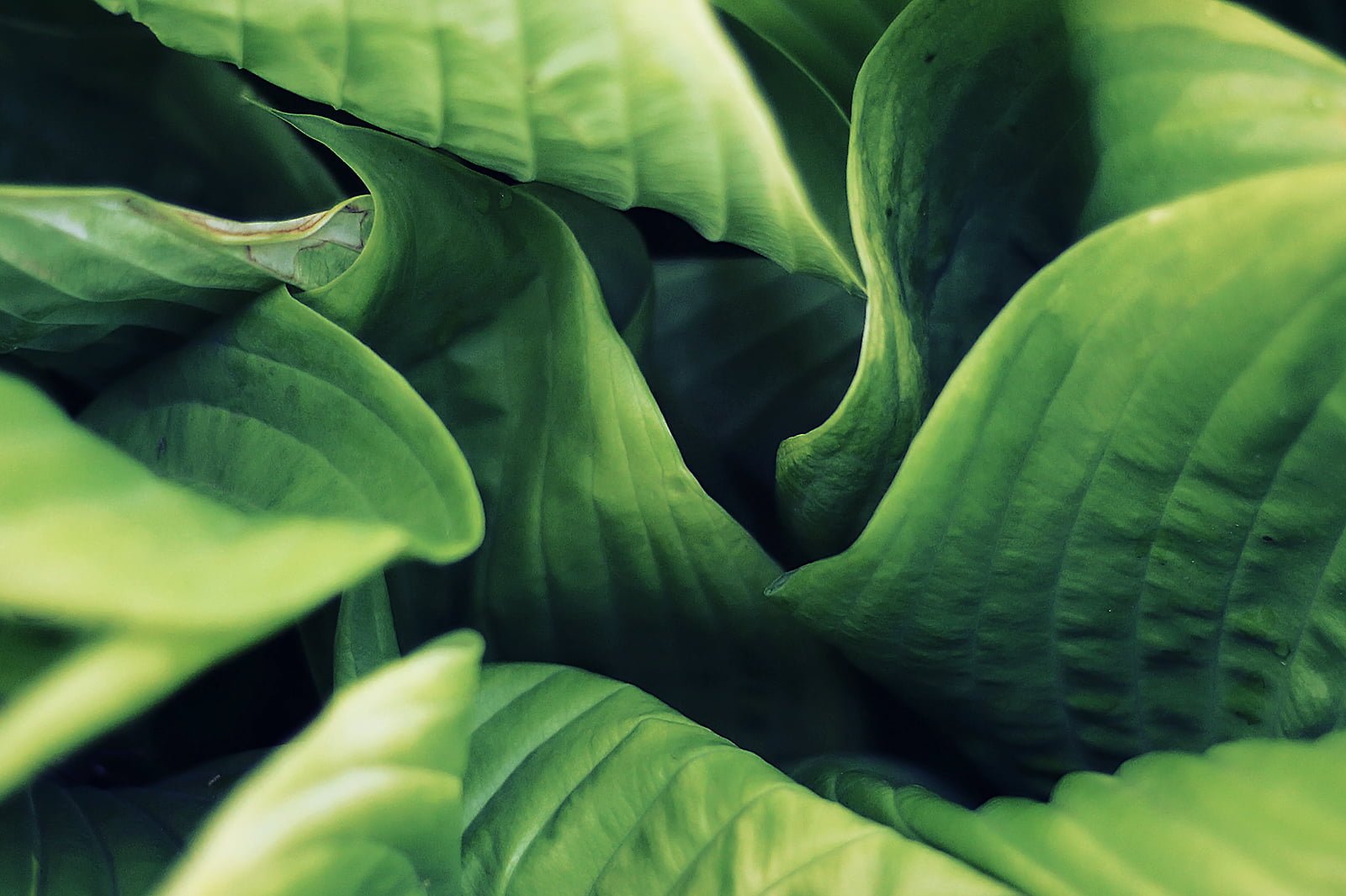 Macro photography of green leaves Hypnosis Montreal Summer 2k