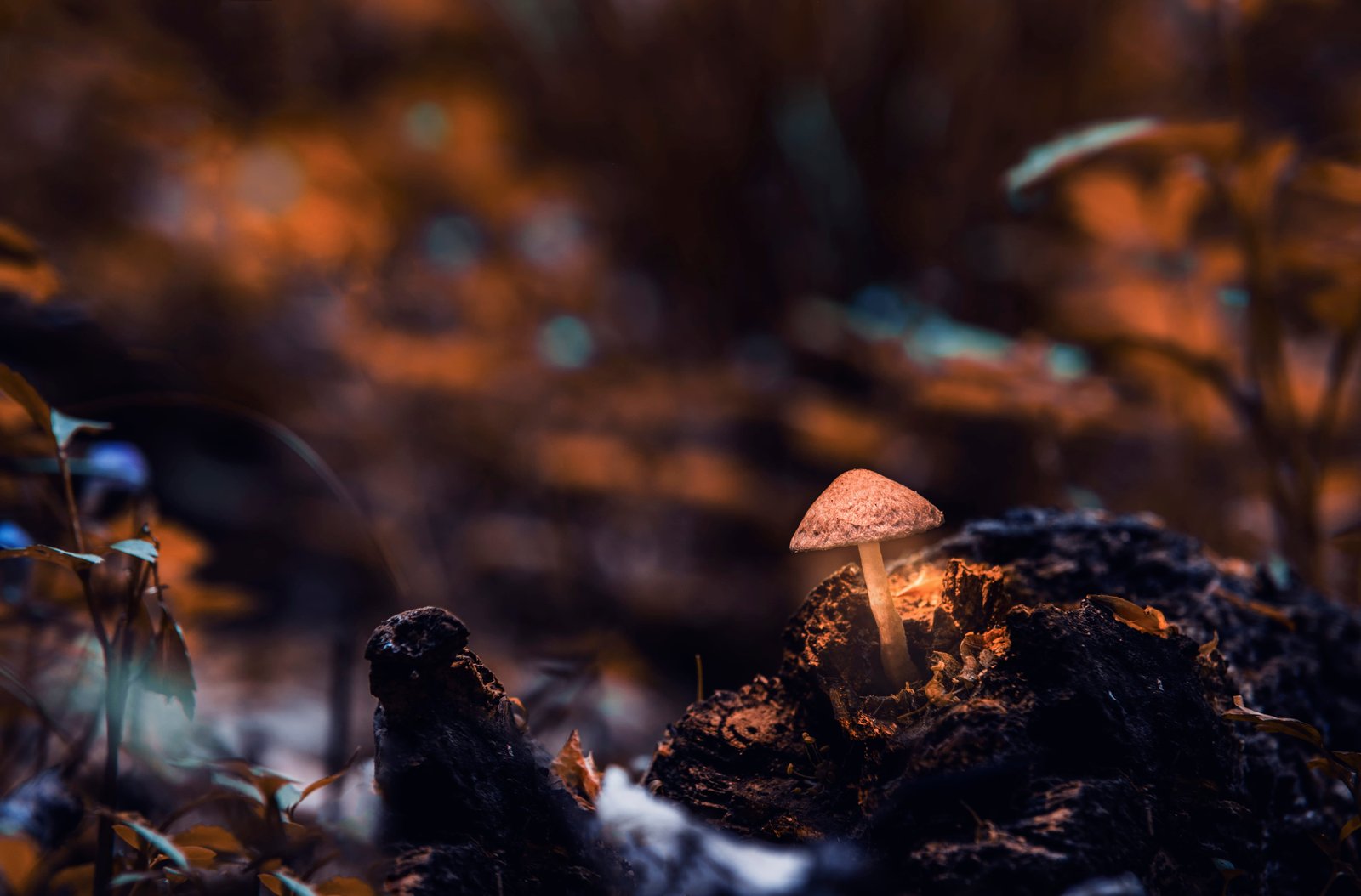 Macro Photography of Mushroom blur close up depth field 2k 4k 5k
