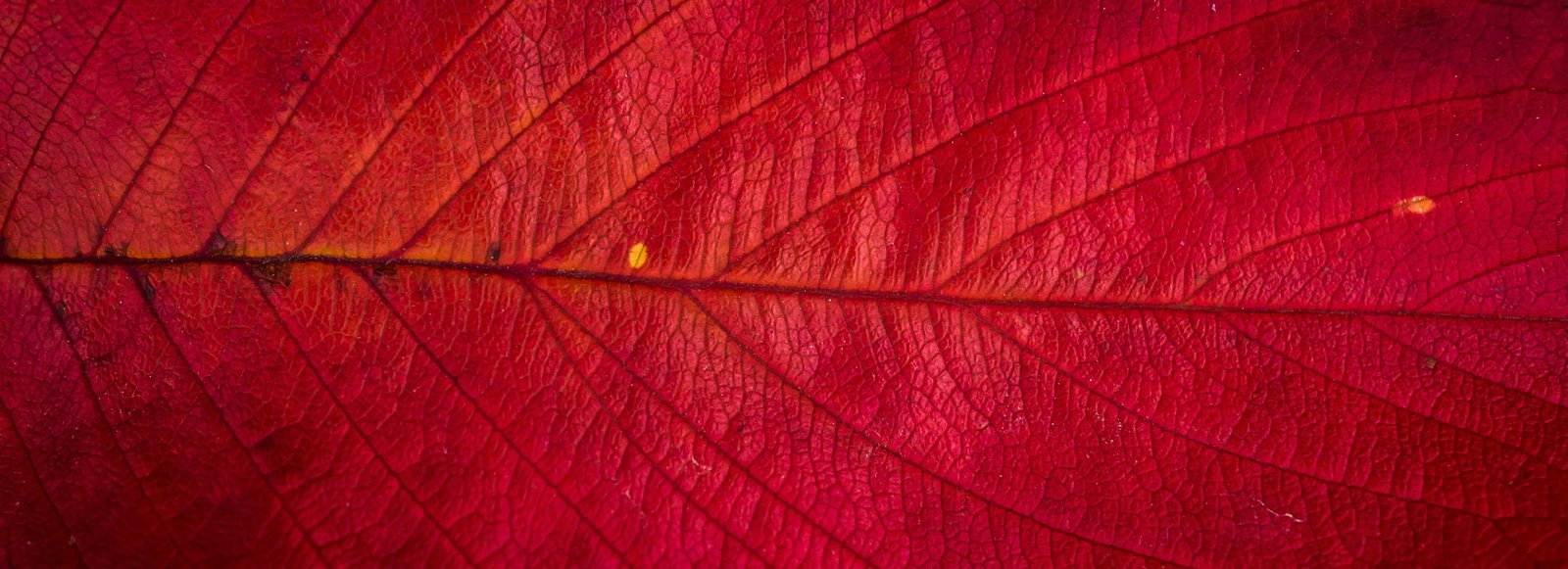 macro photography of red leaf Leaves Plants autumn the leaves 2k 4k