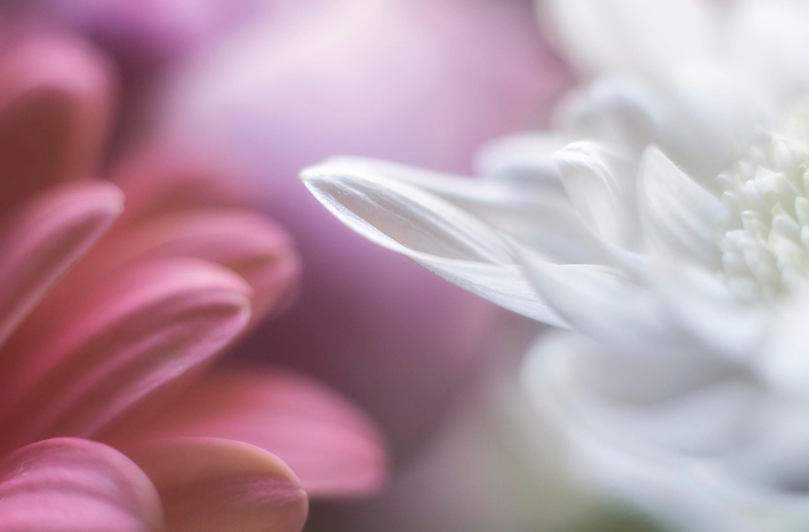 macro photography of white and pink petaled flowers Sway with me 2k