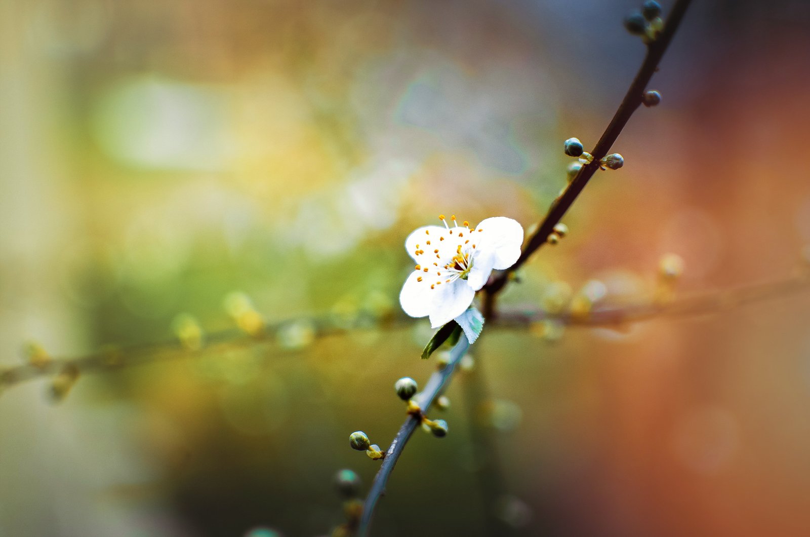 macro photography of white flower alone nikon sinop karadeniz 2k 4k 5k