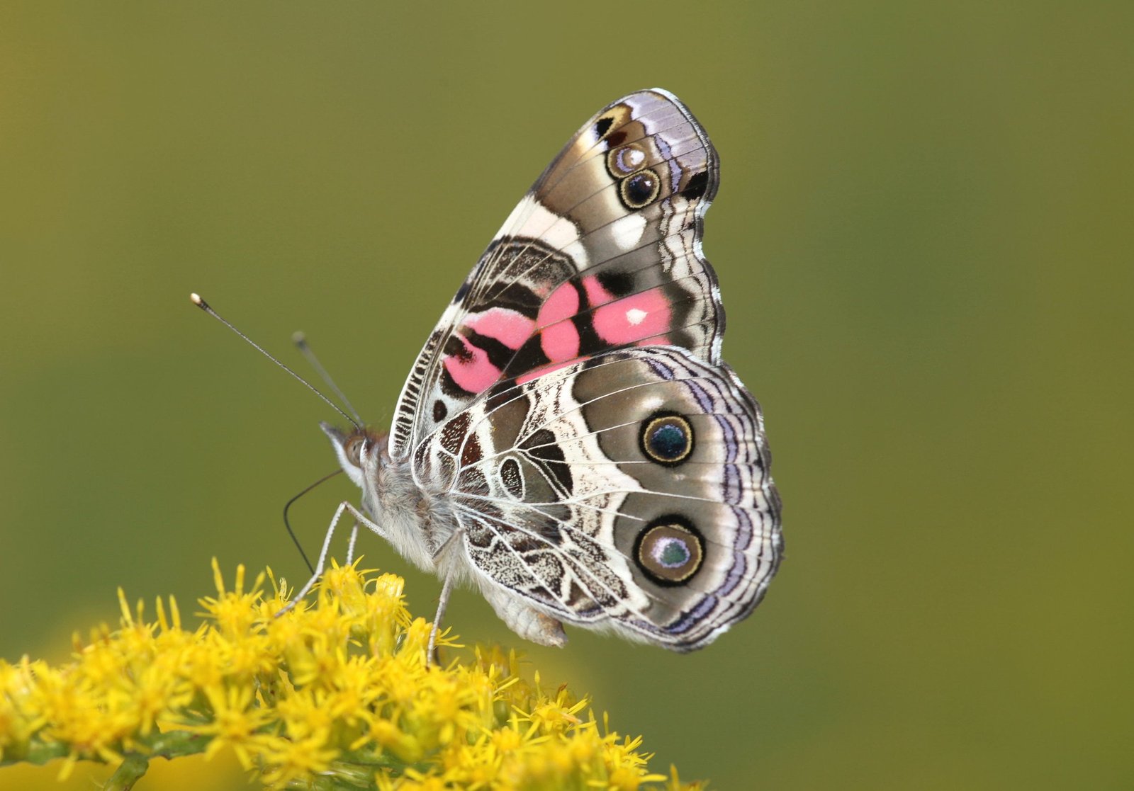 macro photography of white gray and black butterfly perched on yellow flower 2k