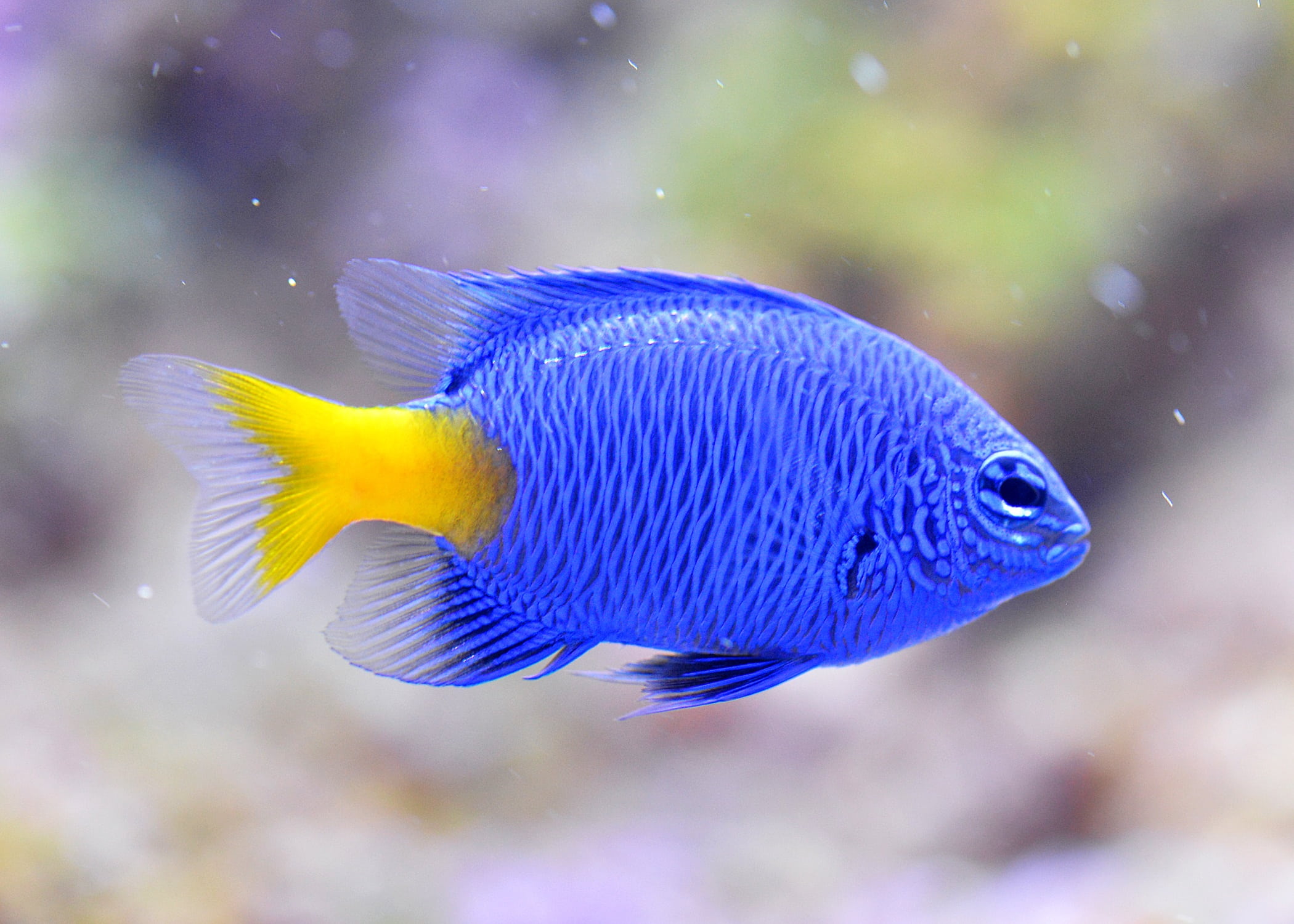 macro shot of blue and yellow fish devils clownfish aquarium 2k