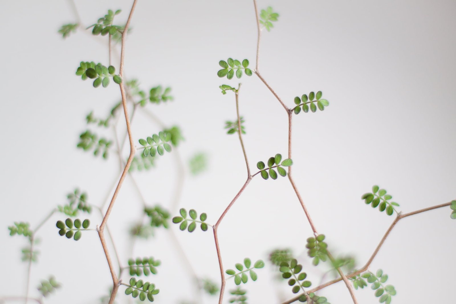 macro shot of green leaves with brown stem sophora 2k