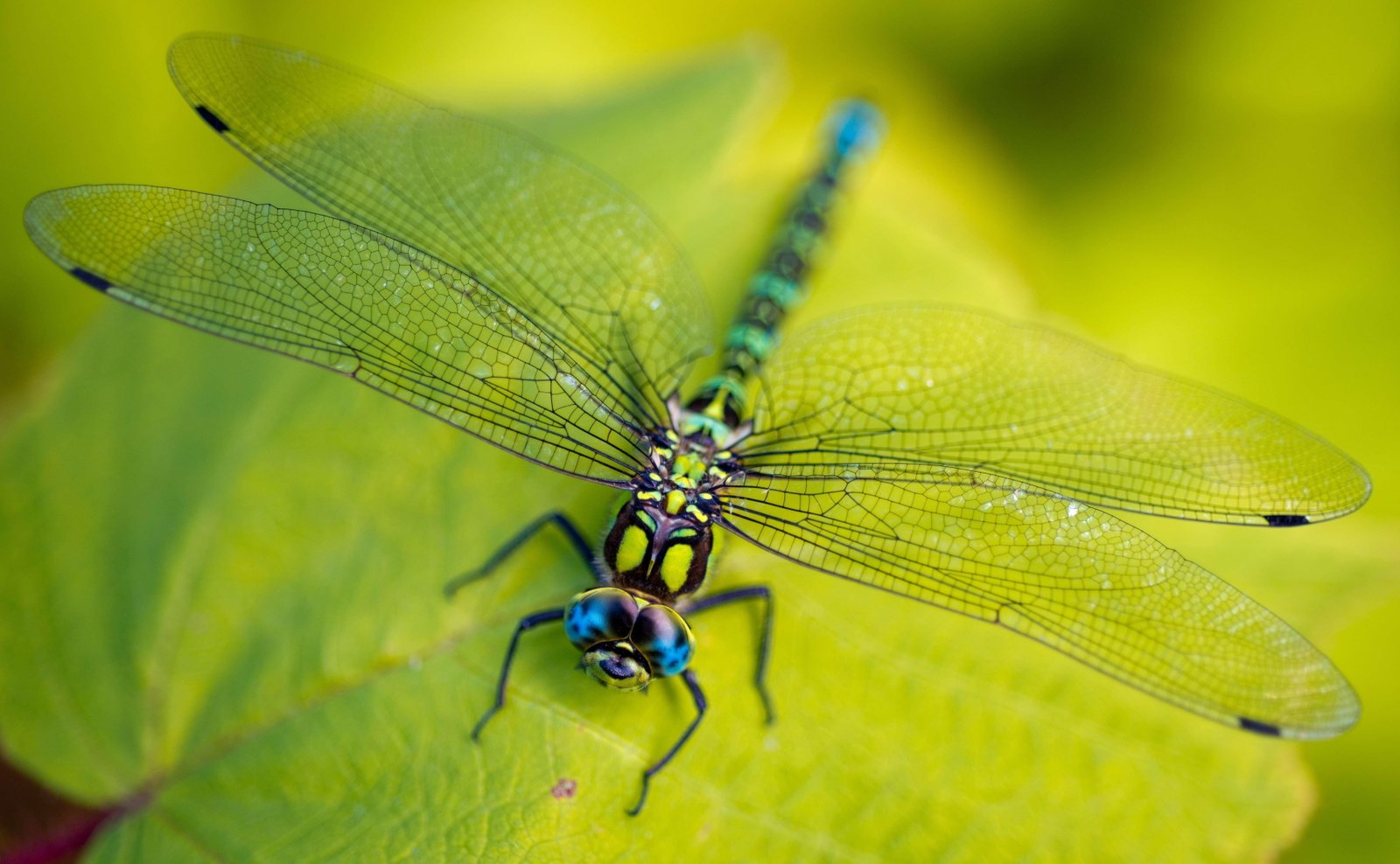 Macro Dragonfly Green leaves 2k 4k 5k