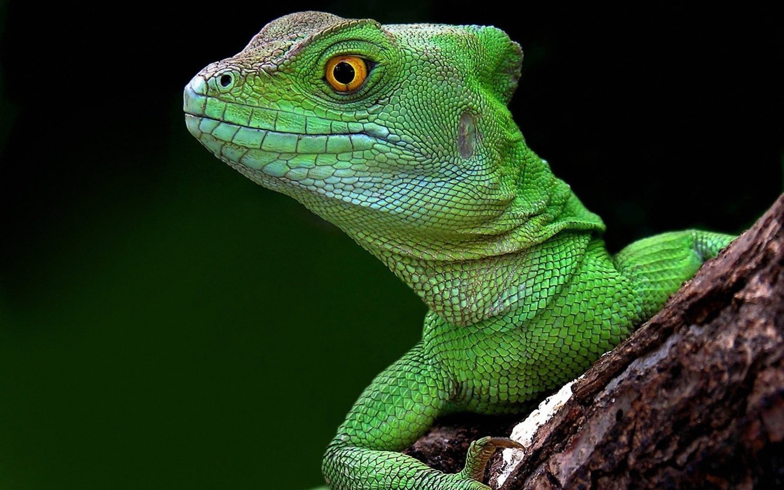 macro lizards 2k