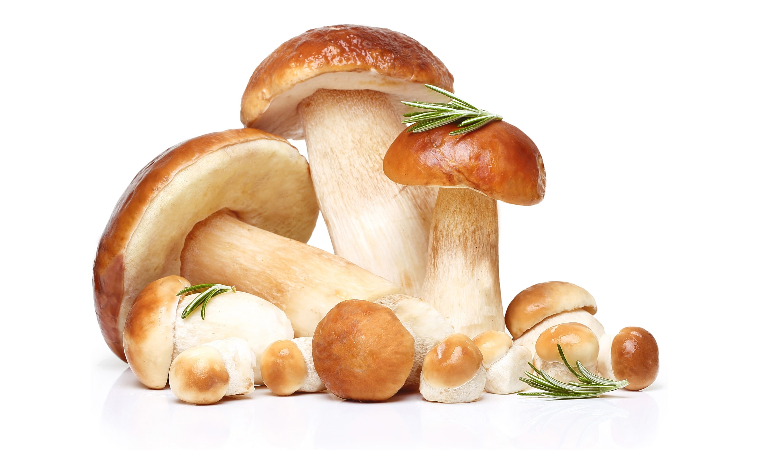 macro mushroom food and drink white background freshness 2k