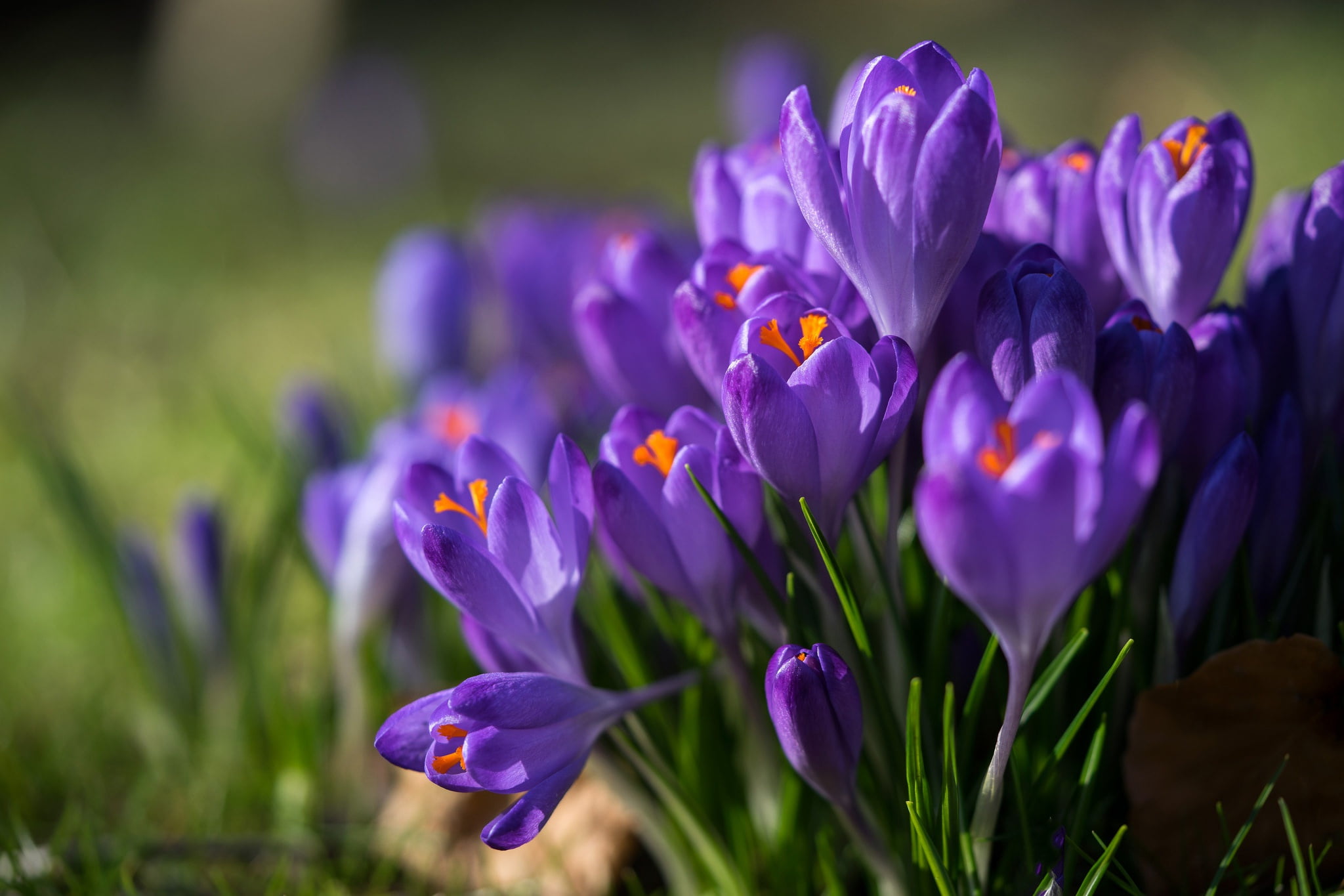 macro spring crocuses saffron flowering plant beauty in nature 2k