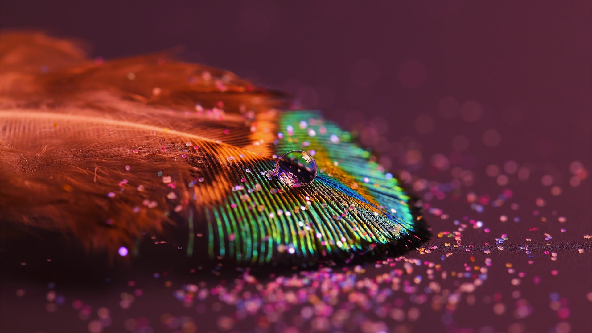 multicolored peacock feather macro photography of 2k