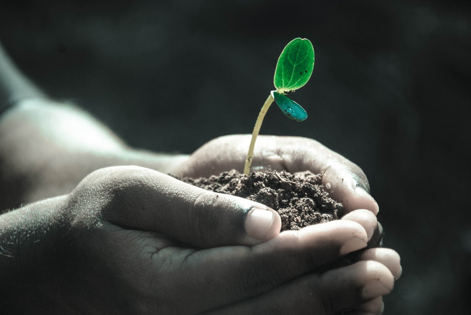person planting tree hands macro soil human hand body part 2k 4k