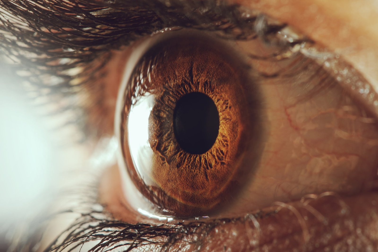 person s brown eye macro eyelashes the pupil human 2k