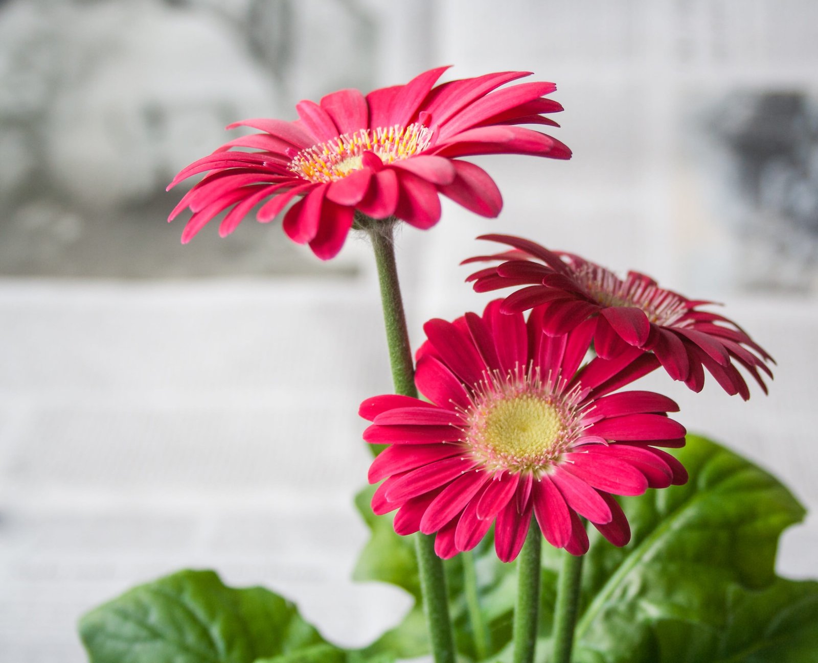 photography of red flowers spring summer garden nature gerbera 2k