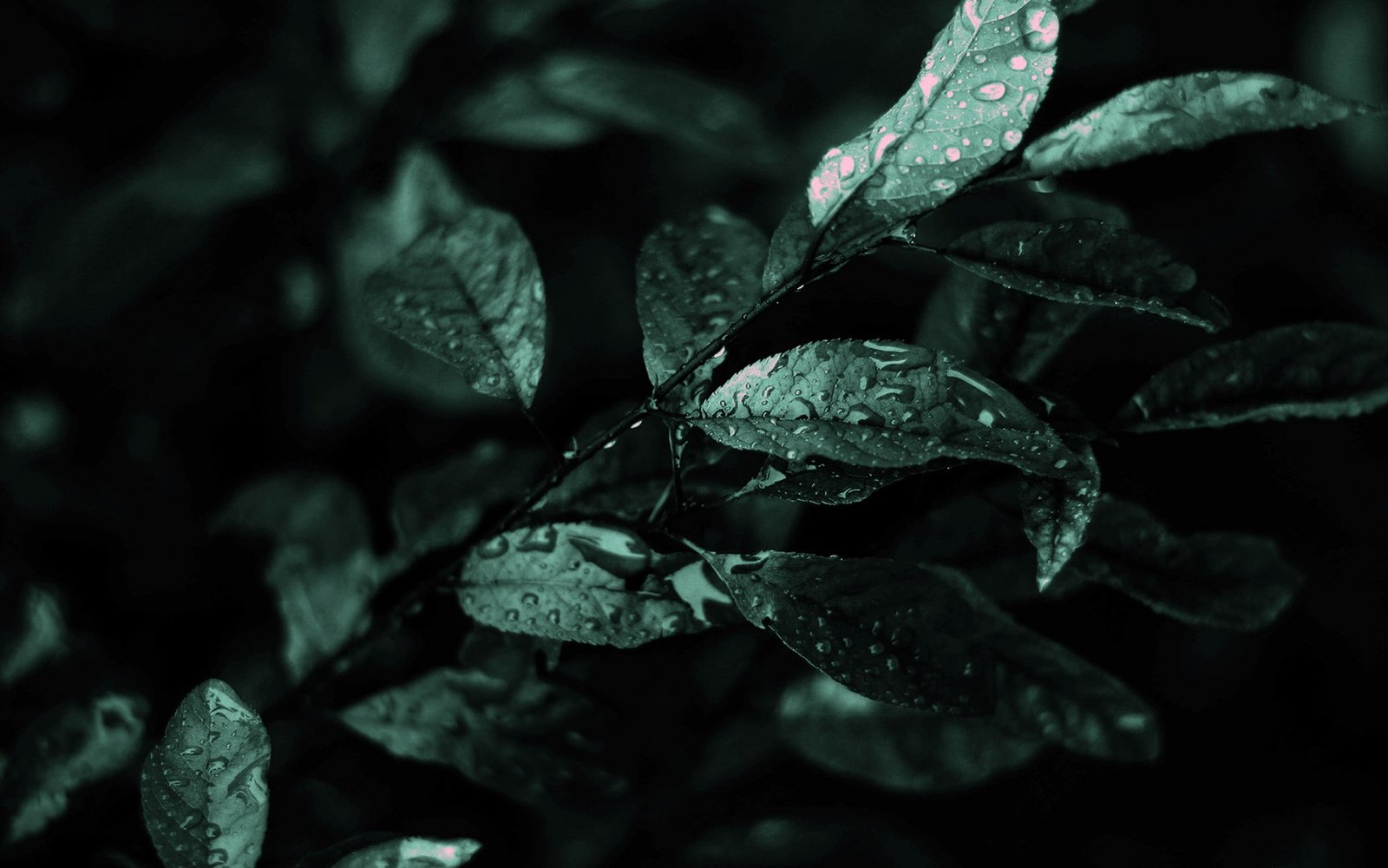 photography macro leaves plants water drops 2k
