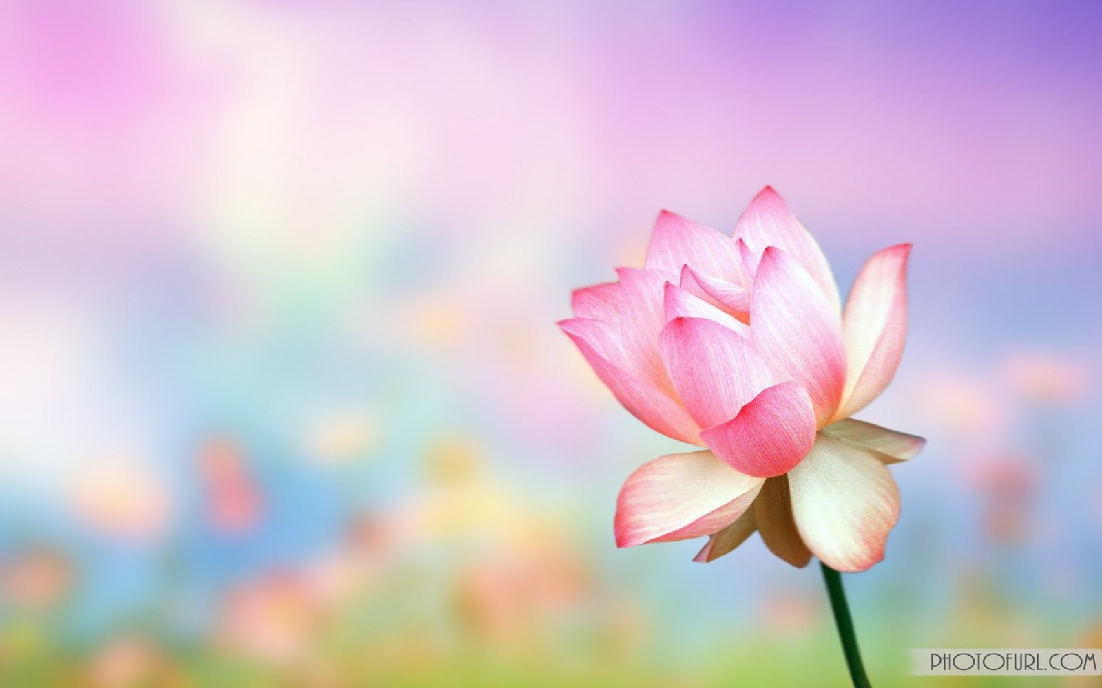 pink and yellow petaled flower flowers macro plants freshness 2k