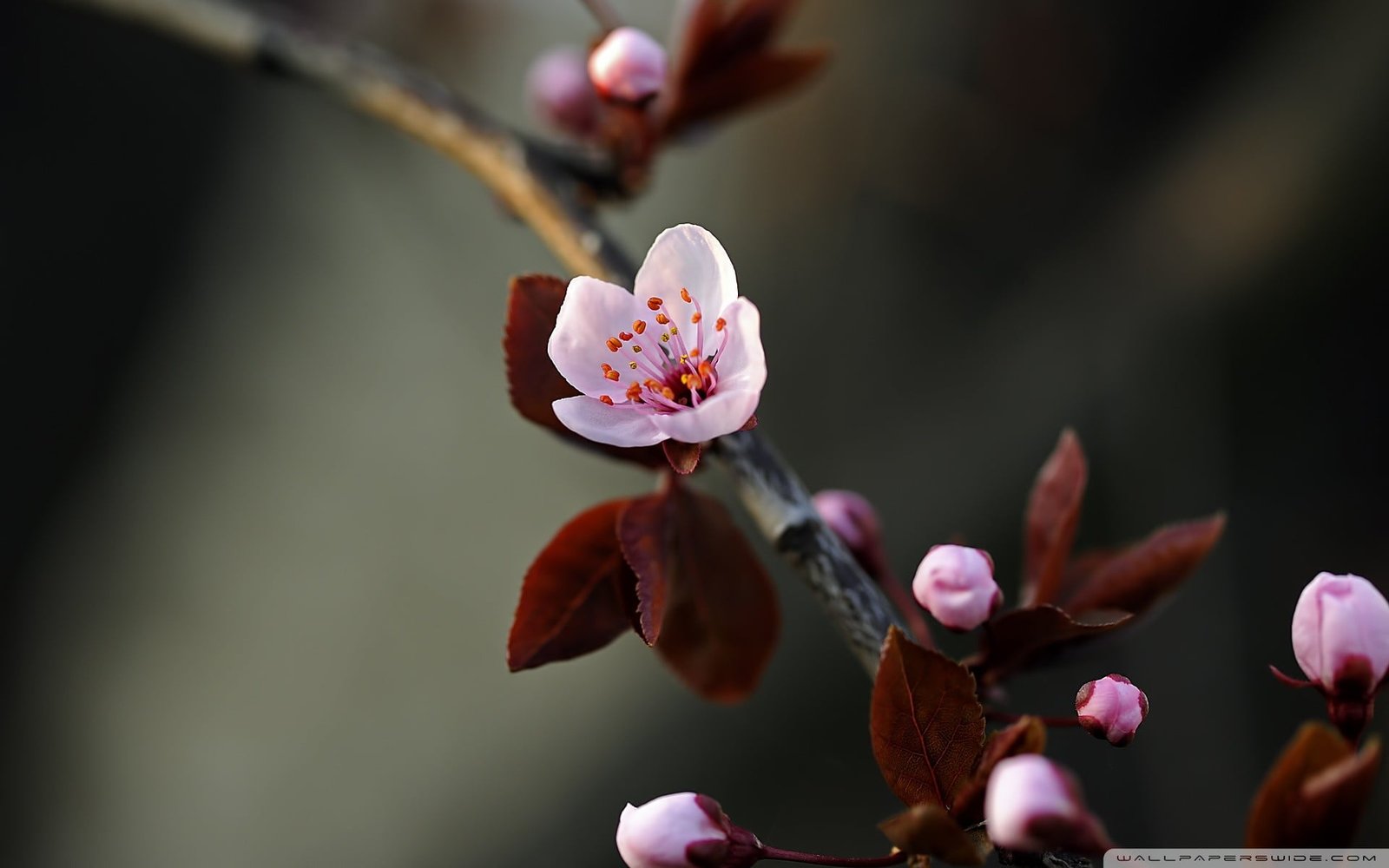pink cherry blossoms spring flowers macro flowering plant 2k