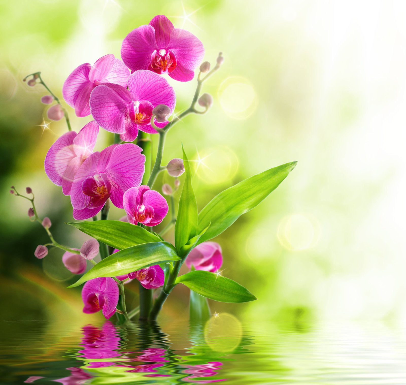pink petal flowers Orchid water reflection bloom nature 2k 4k 5k