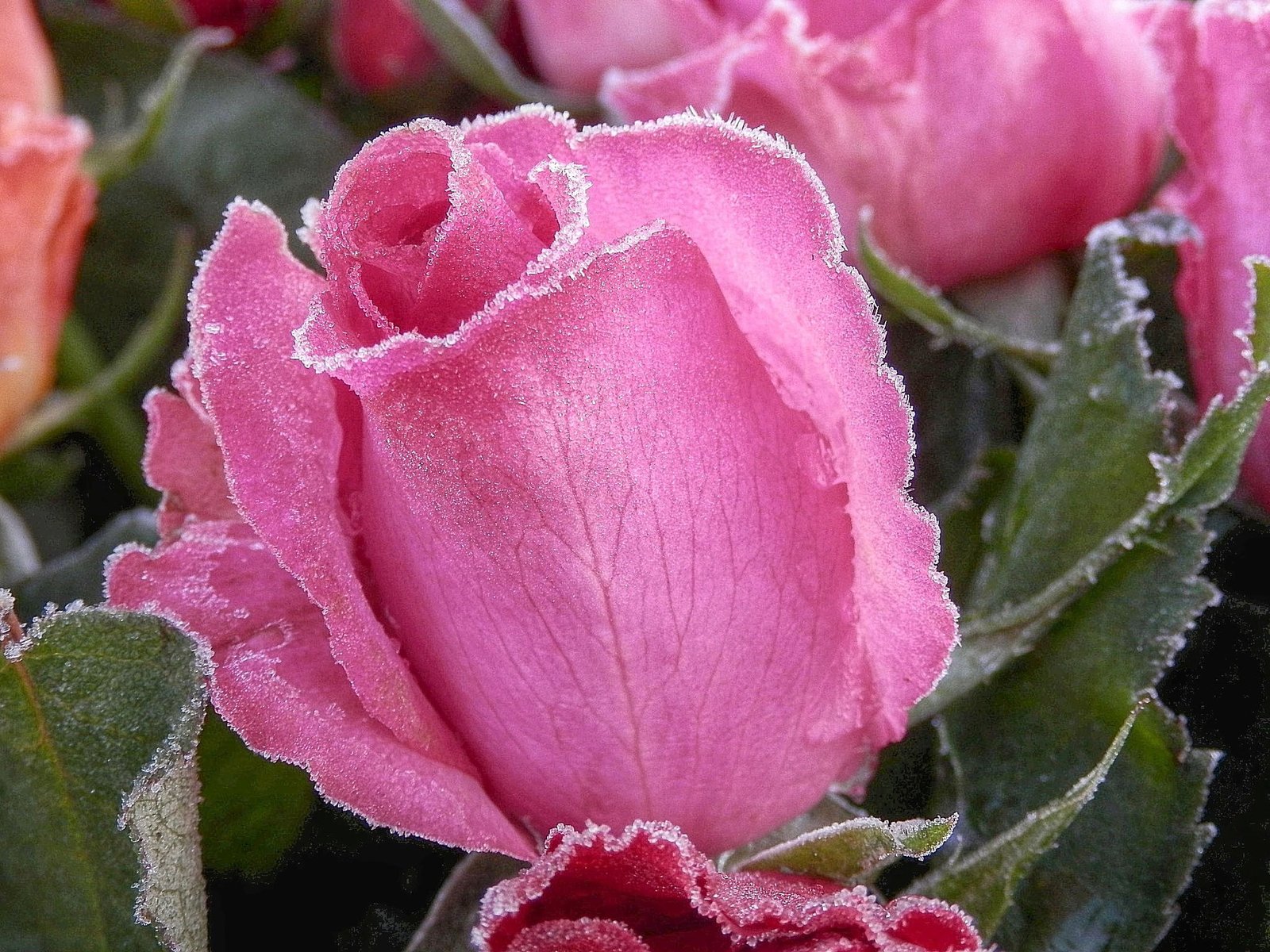 pink rose flower macro photography Kalt rot frozen cold beauty 2k
