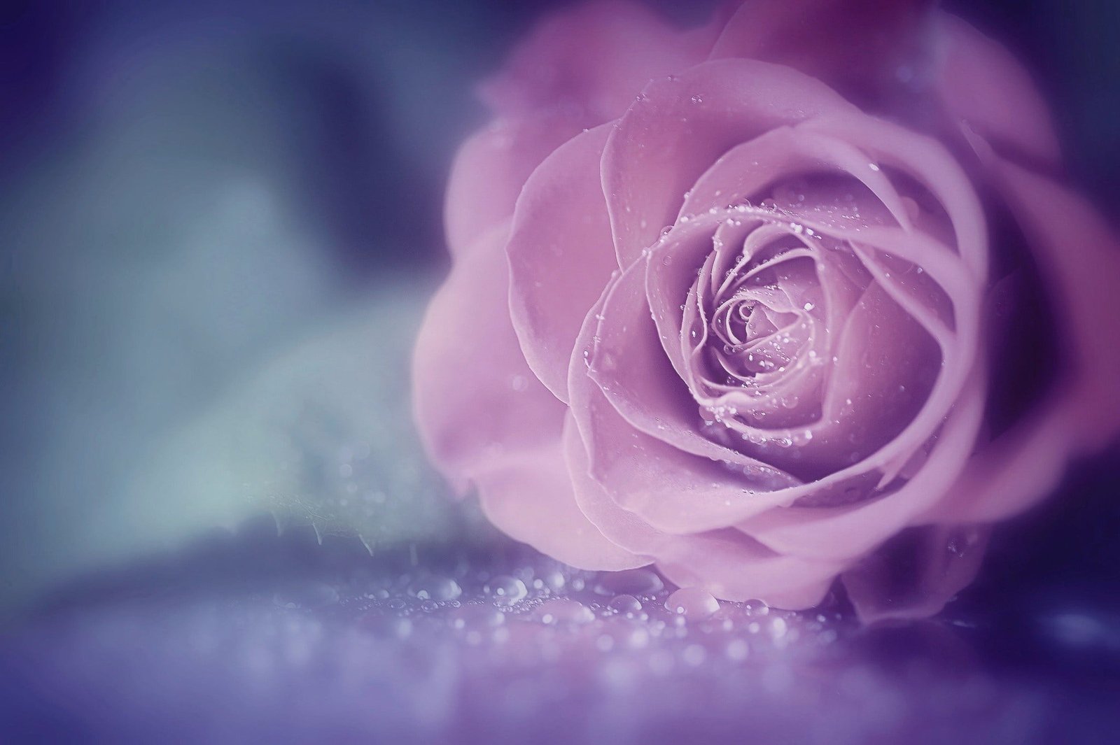 pink rose flowers macro roses water drops flowering plant 2k