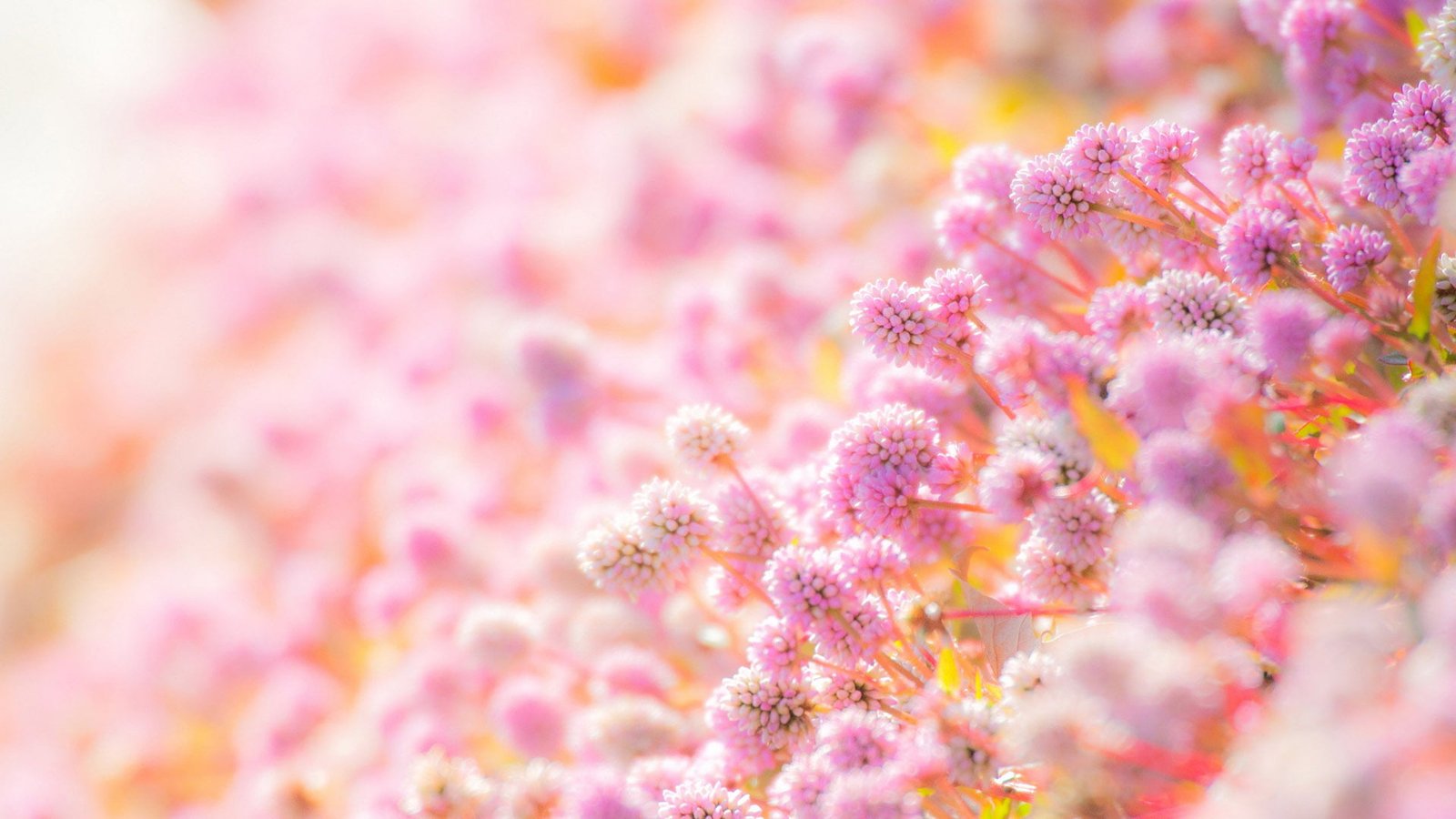 pink flower design decoration floral wallpaper pattern 2k