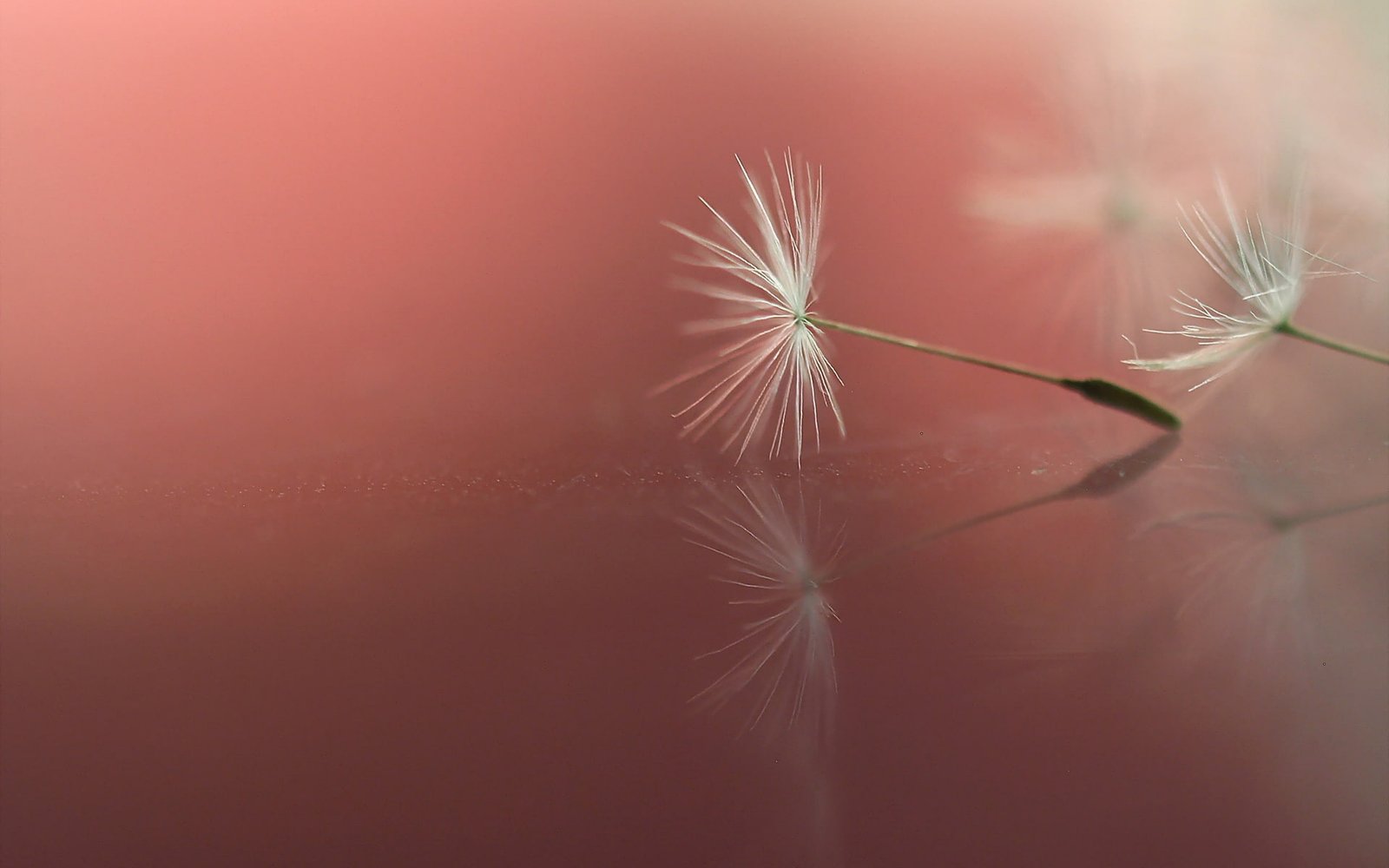 plants dandelion macro simple background 2k
