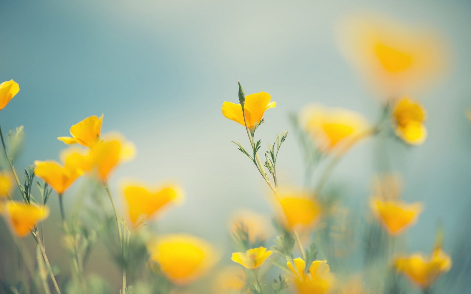 plants macro flowers flowering plant beauty in nature growth 2k