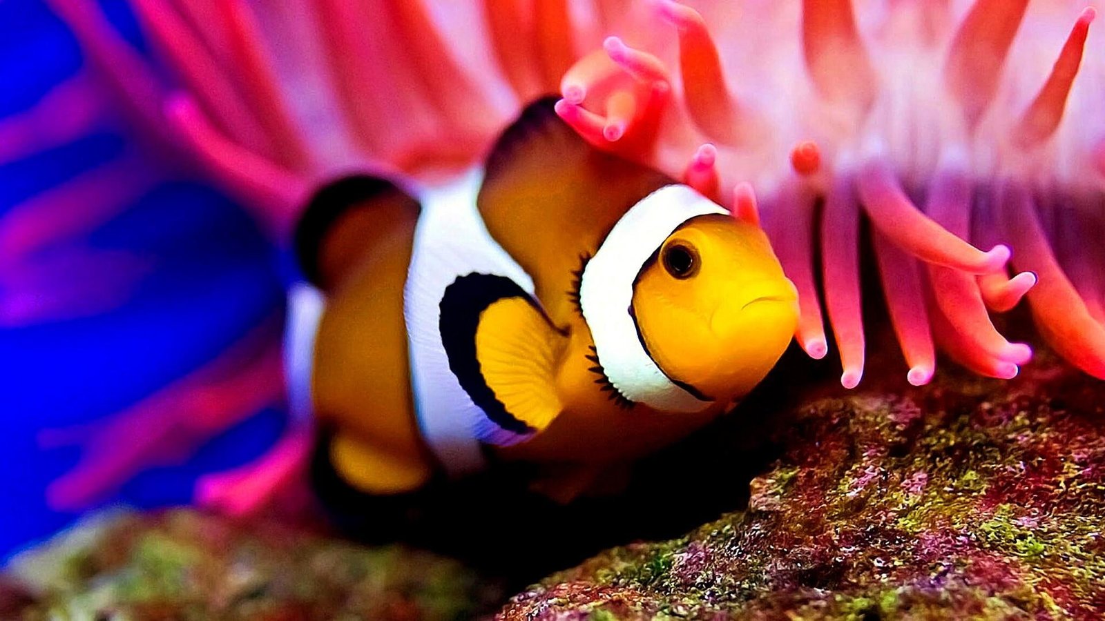pomacentridae fish anemone marine biology coral reef 2k