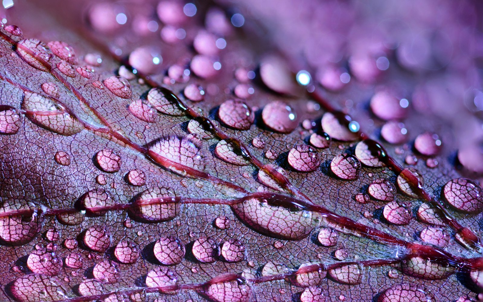 Purple Leaf abstract art artistic autumn background botanical 2k 4k 5k
