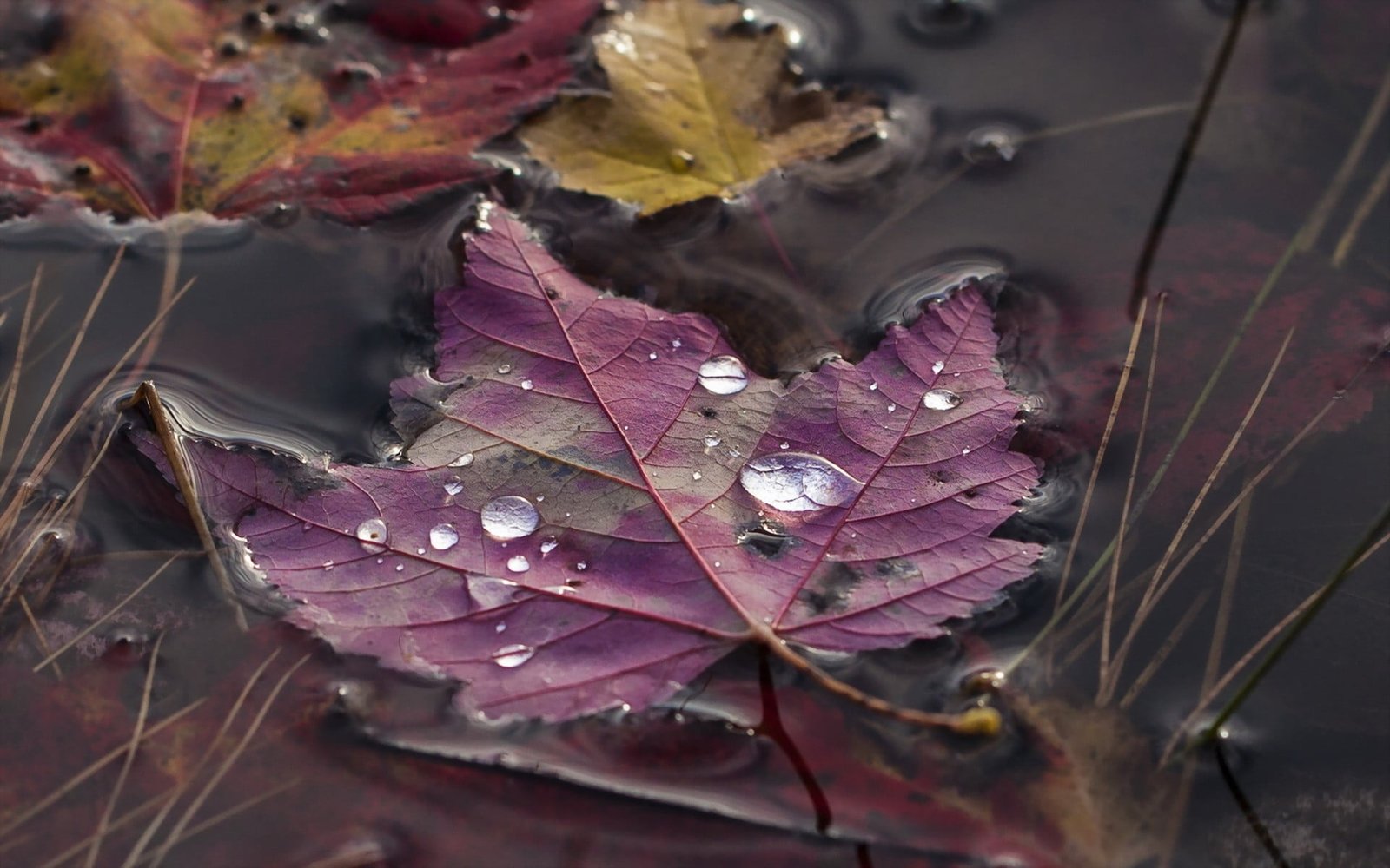 purple leaf nature leaves maple macro water drops 2k