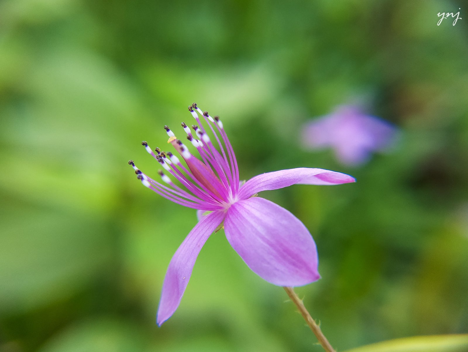 purple petaled flower in closeup photography Beautiful macro 2k
