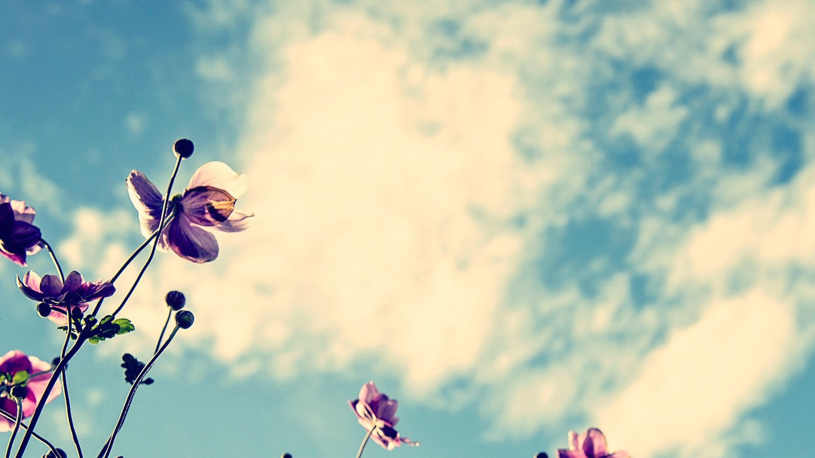 purple poppy flowers low angle photography of petaled 2k