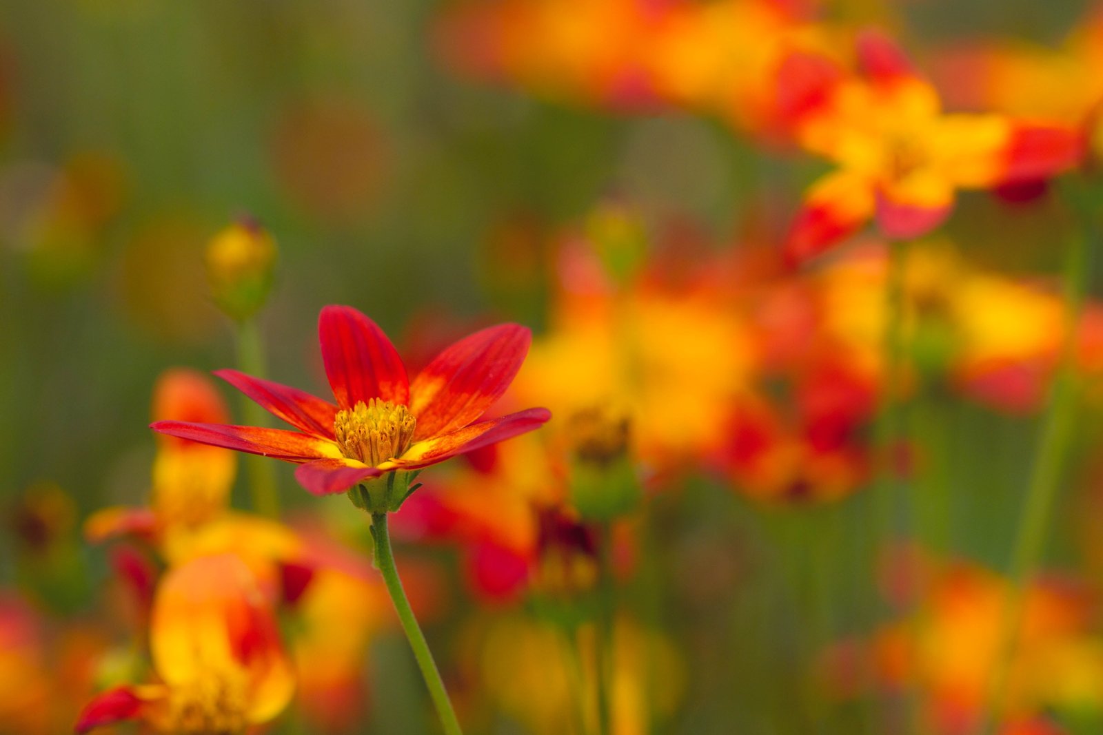 red and yellow flower selective photography floral flames Denver Botanic Gardens 2k 4k