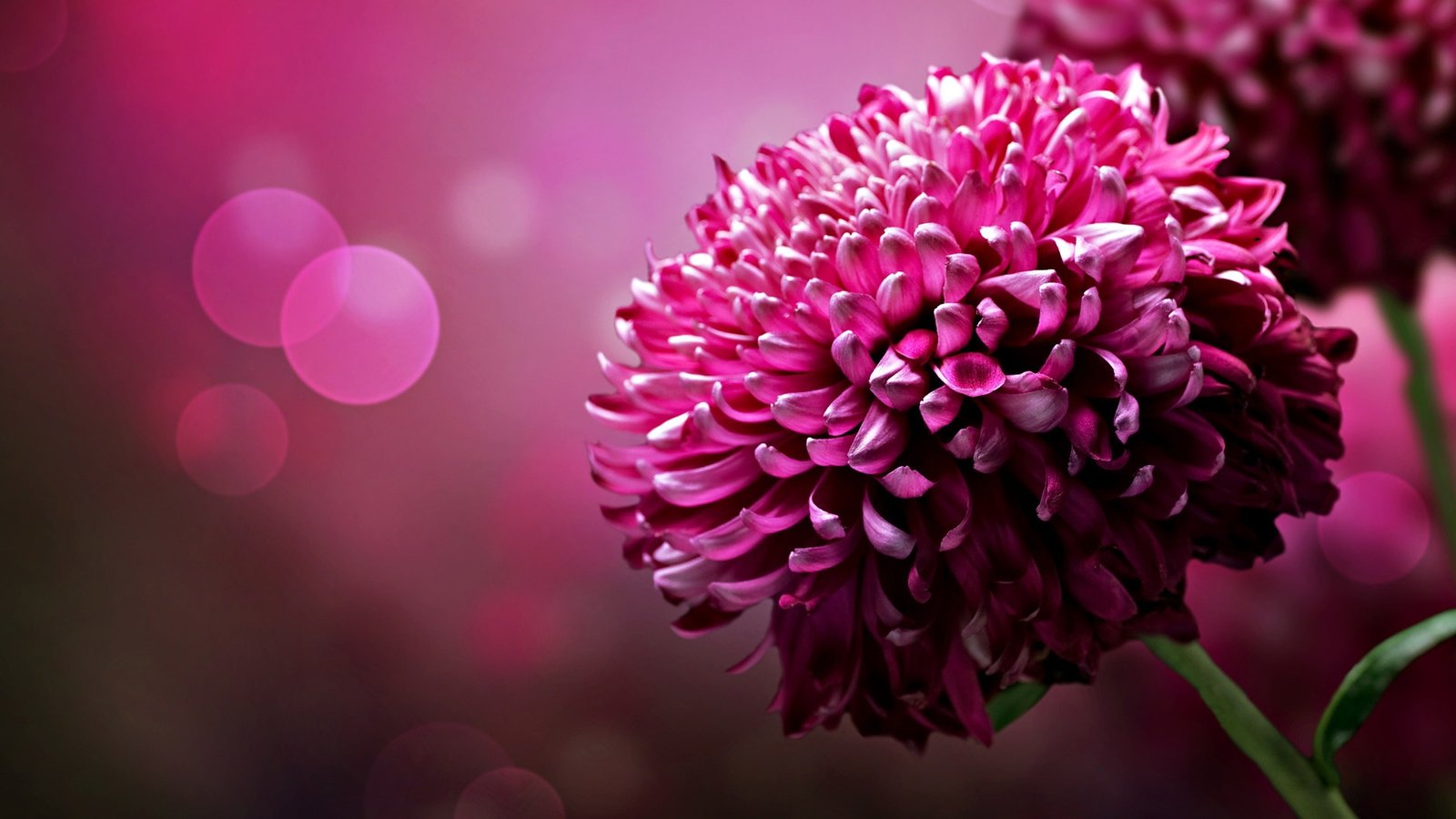 red dahlia flower flowers pink bokeh macro nature 2k 4k