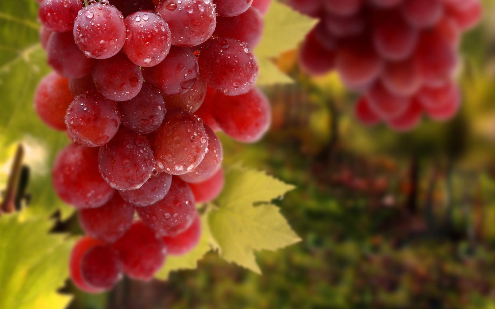 red grapes macro fruit wet nature food bunch ripe leaf 2k