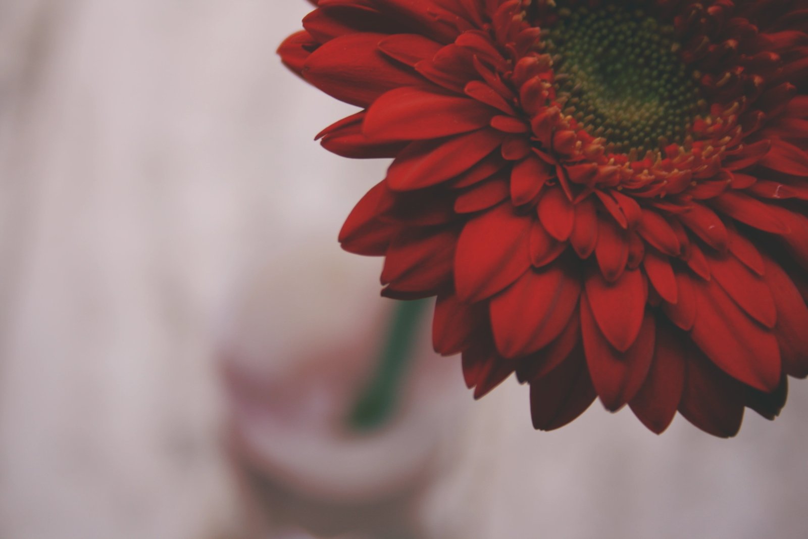 red petaled flower closeup photo of a flowers 2k 4k