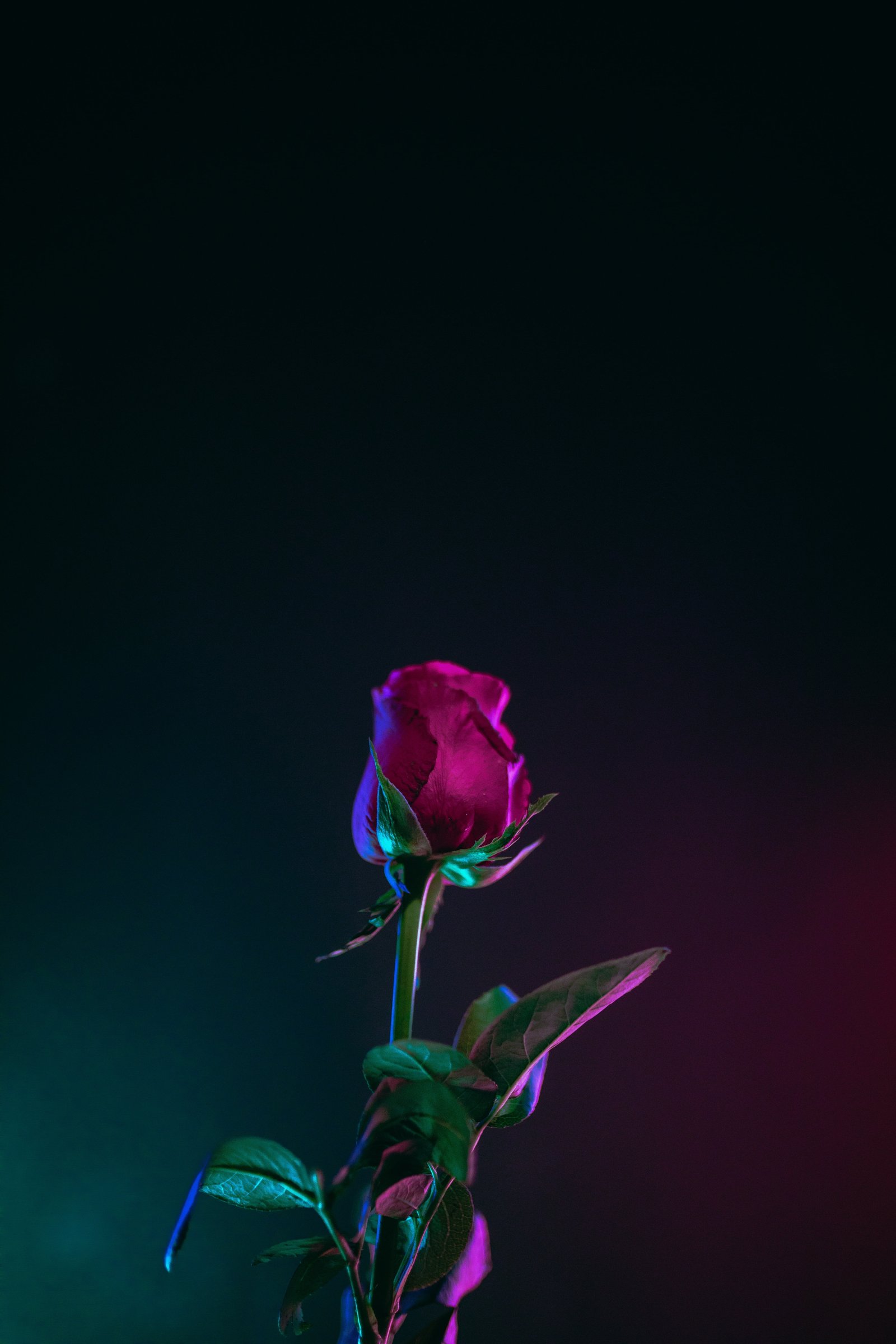 red rose flower bud stem dark background leaves nature plant 2k 4k