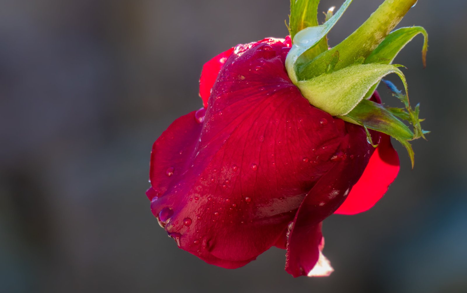 red rose shallow focus photography Raw Panasonic Lumix FZ 2k
