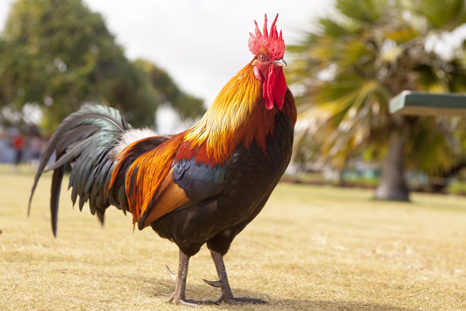 red black and yellow rooster animal avian bird feathers 2k 4k 5k